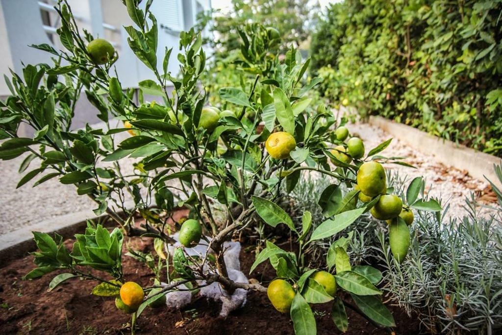 Apartmani Bartolic ロゴズニッツァ エクステリア 写真